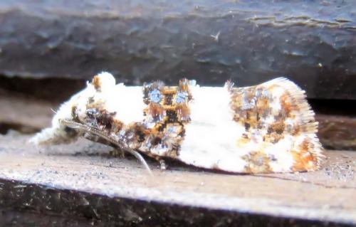 Réf. 282 149 : Phtheochroa duponchelana